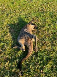 Kangaroo “killing field”