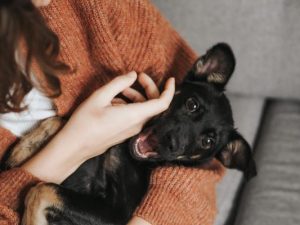 Winter pet protection