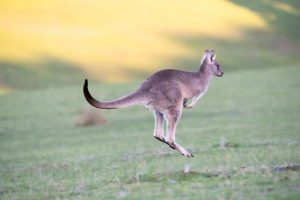 Kangas won’t be killed, club assures