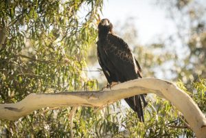 Wedge-tailed Eagle soars back to the wild after being released from care
