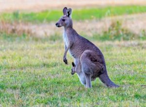Culled kangaroo remains located in Chirnside Park