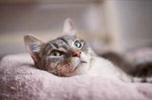 Pet adoption month comes to town in March