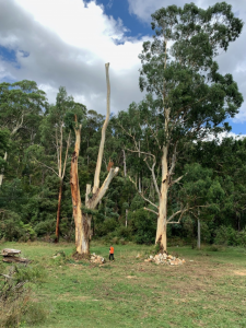 AusNet forced to apologise for trimming tree past point of survival