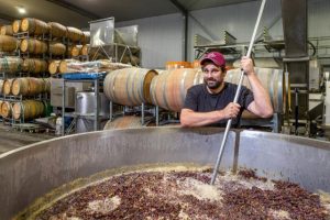 Vintage continues for wine producers
