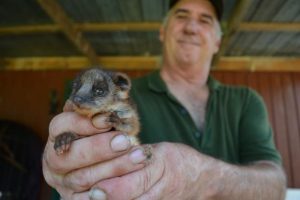 Babbajin Park, a haven for rehabilitated wildlife