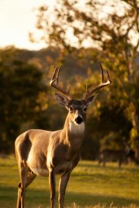 Victorian Government announce region-specific deer control plan