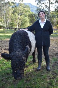 Miniature cattle breeds popular at Riverside Mist Cattle Stud
