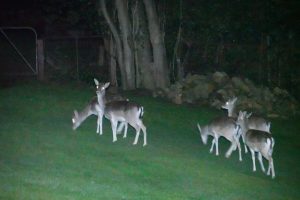 Cost of feral deer to increase dramatically over next 30 years
