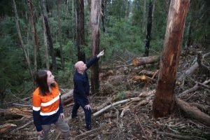 Regenerating important habitat hollows in Mount Evelyn