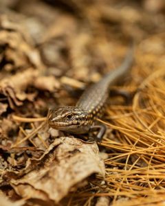 Successful breeding program for endangered skinks