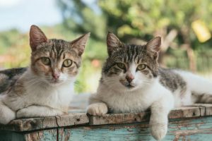 RSPCA reaches CatPacity, adoption promotion to ease pressure
