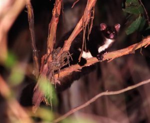 Greater Glider reclassified as endangered