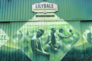 Call out for new members and volunteers for Lilydale Show