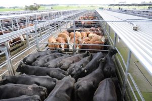 Cattle Council assures ‘red meat is safe meat’