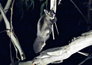 Rare sighting of Yellow Bellied Gliders in Mount Evelyn captured