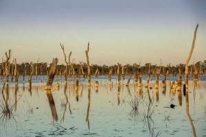 Memo Cinema to host free screening of Lake of Scars documentary