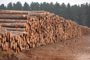 Amendment bringing in tougher penalties for protesters in timber zones passes