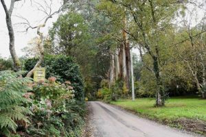 Council looks to boost the region’s tree canopy