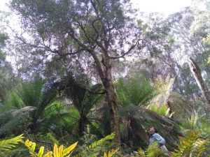 Warburton Environment successful in Supreme Court case to protect endangered native species Tree Geebung