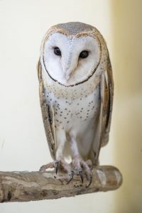 Works begin on building a new centre to support injured native birds