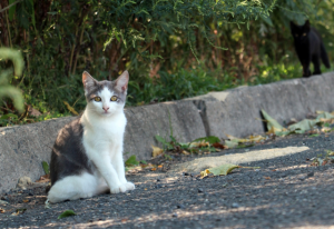 Council set to open up four-year Domestic Animal Management Plan for community consultation