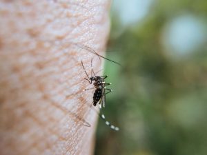 Flesh-eating ulcer spreading across Victoria