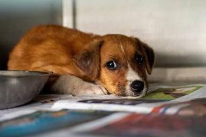 Reports of animal cruelty increase in Yarra Ranges LGA