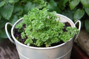 Feed your interest and grow vegetables in pots this summer