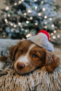 Rethinking the gift of a puppy for Christmas