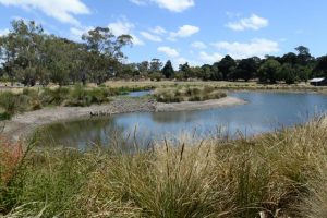Farmers urged to be on the lookout for blue-green algae