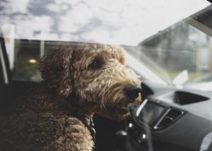 Keep an eye out for pets in cars on warmer days