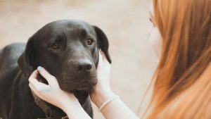 More than two-thirds of Australian households have a furry, feathered or fishy friend