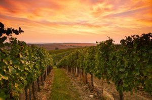 Tourism bodies optimistic for a strong Christmas trading period