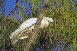Protecting birds from disease this summer