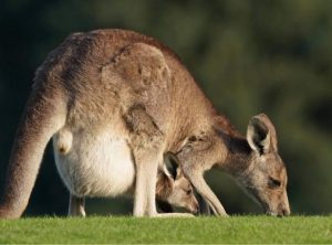 Local environmentalists, Elders outraged at increased kangaroo harvesting quota