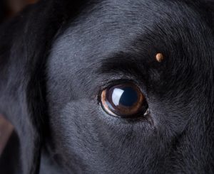 RSPCA warns of ticks on pets this summer