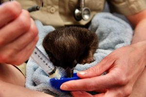 Echidna puggle found in mulch pile on the mend