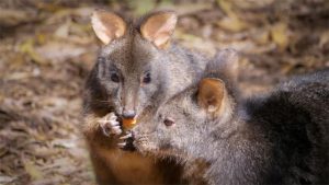 Pademelons pop up at Healesville Sanctuary