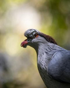 Topknot pigeons ruffle feathers for good