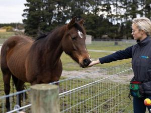 RSPCA course supporting responsibility in new and future horse owners