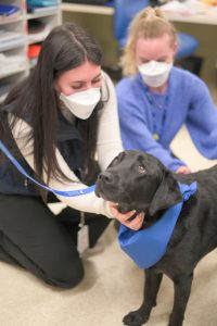 Therapy dog visits staff at Maroondah Hospital