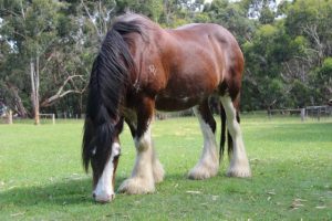 Draught Horse and YesterYear Festival returning at Mont De Lancey