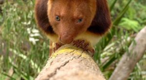 Get a whiff of this! Nose-turning spices for Sanctuary’s tree-kangaroos