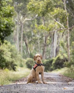 New addition to the Zoo detection dog squad