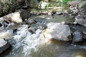 Platypus young thriving in Olinda Creek