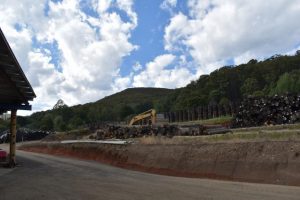 Victorian Greens propose to end native forest logging this year
