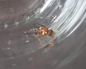 Queensland Fruit Fly detected in the Yarra Ranges