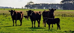 Care needed this season for pastures hit by flooding and heavy rain, warns Agriculture Victoria