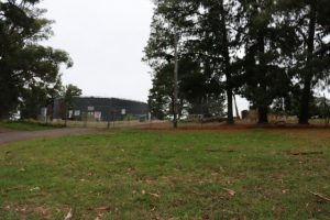 Concerns raised over remaining pine trees after thousands of natives fell in 2021