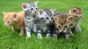 Cats reach capacity at Animal Aid